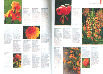 orange themed spread