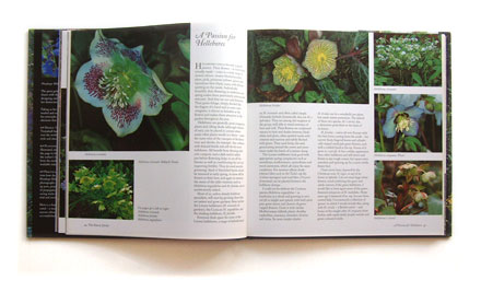 hellebores spread